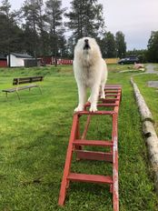 radarstege