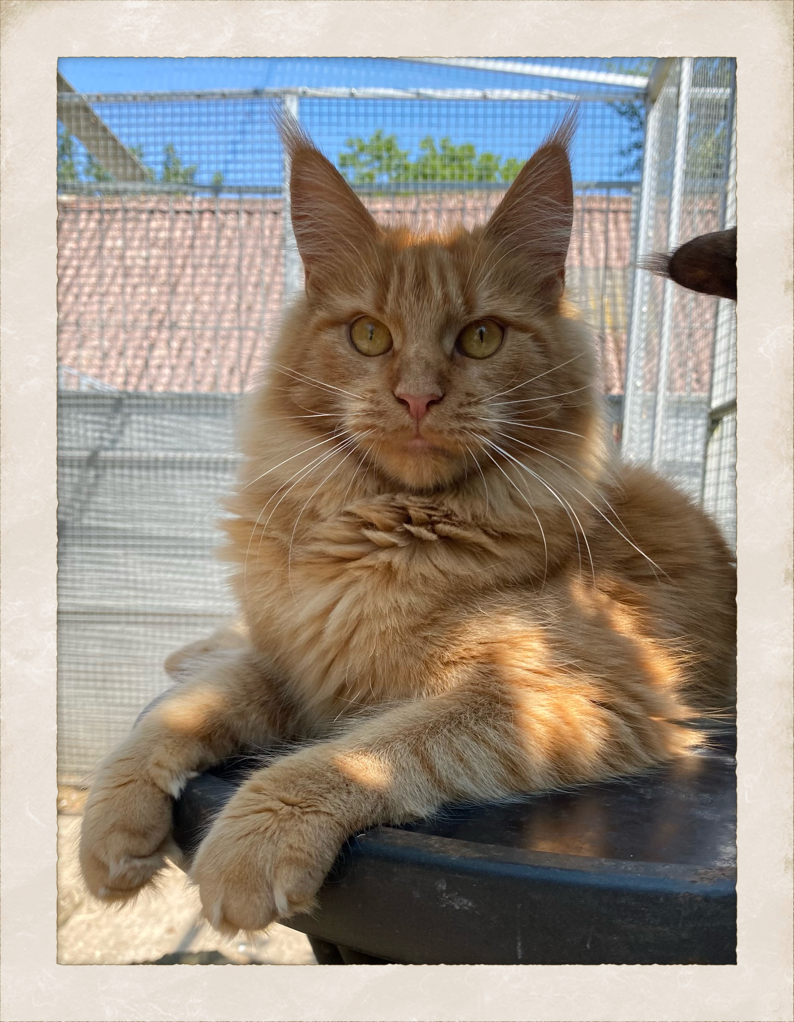 Lumacoon Sansa hunk Mainecoon