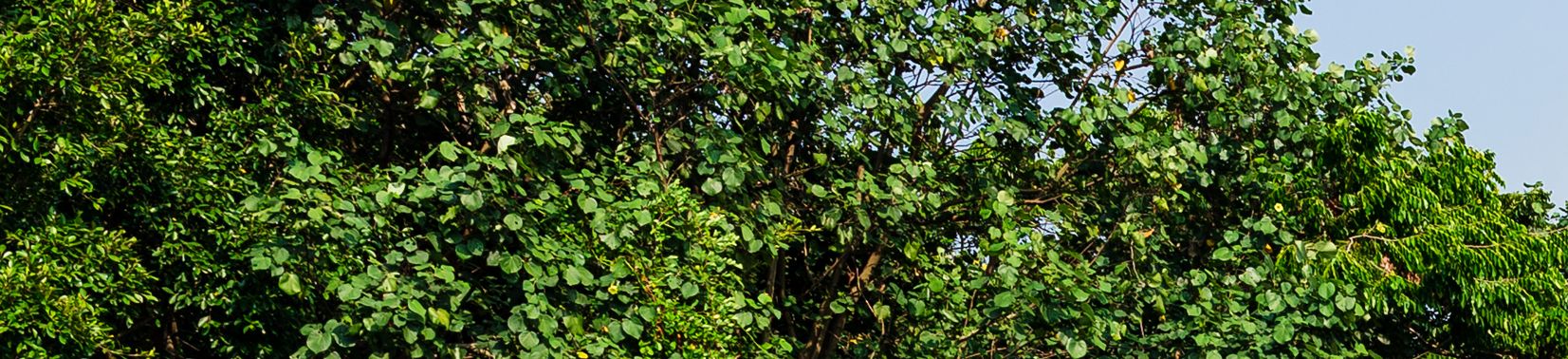 Walking path over the jungle