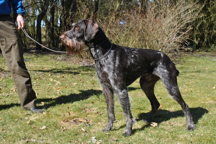 Lykkeagers Thor (kesse)