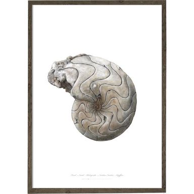 Nautilus1624017144.9139.jpg