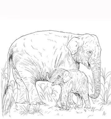 elefant omslag