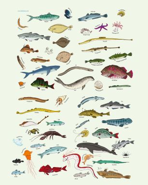fiskplakatKUNST60x70cmlille