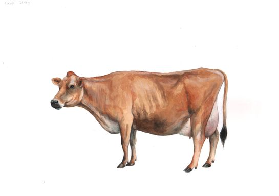 jersey ko
