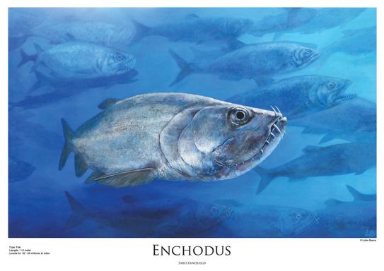 lille eksempel plakat enchodus