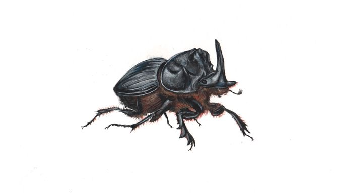 månetorbist