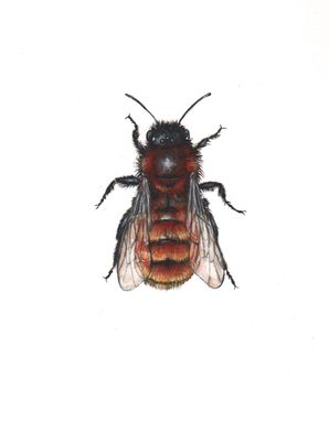 rødpelset bi