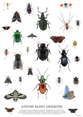 stevns klint insekter