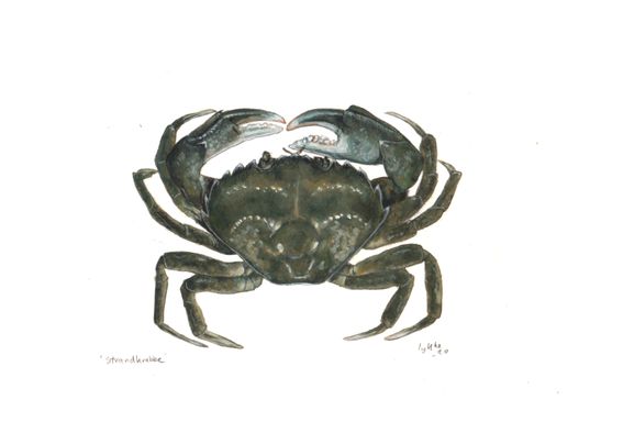 strandkrabbe
