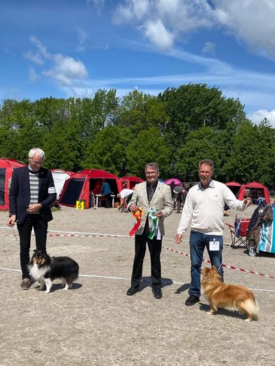 Lyngvetun`s Golden Ferrarie