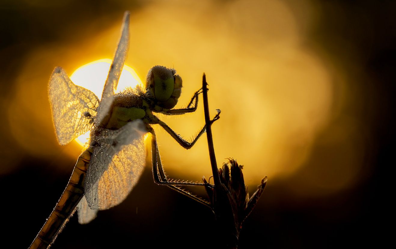 dragoninsunrise1closer-SharpenAI-Motion