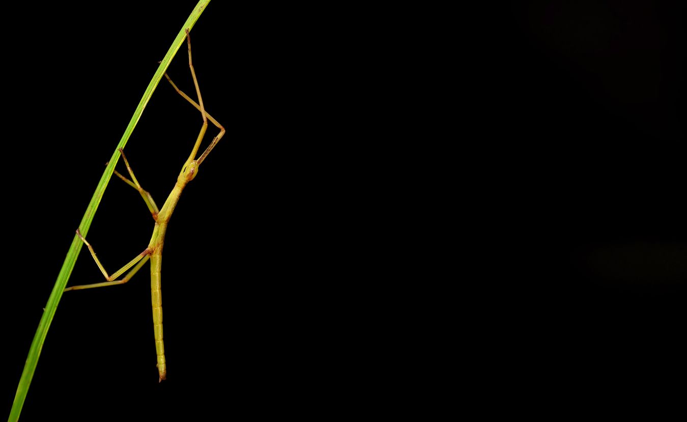 stickinsectblackdrop-SharpenAI-Motion