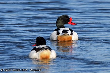 Common Shelducks