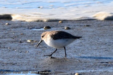 Dunlin