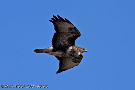 Common Buzzard