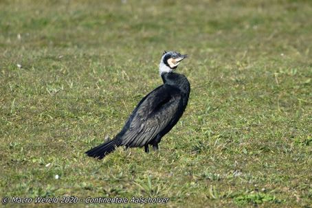 Great Cormorant ssp sinensis