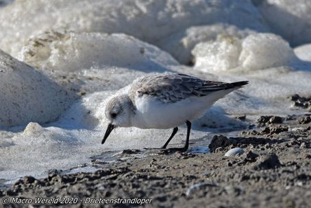 Sanderling