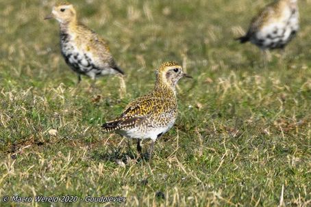 European Golden Plover