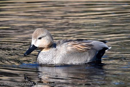 Gadwall ♂