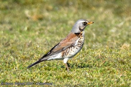 Fieldfare