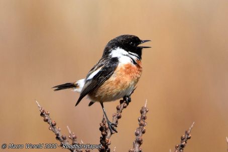 European Stonechat ♂