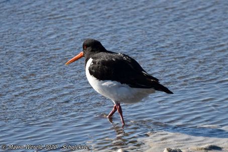 Eurasian Oystercatcher