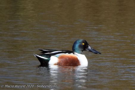 Northern Shoveler ♂