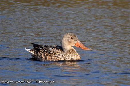 Northern Shoveler ♀