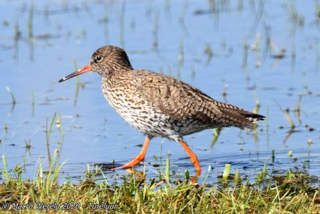 Common Redshank