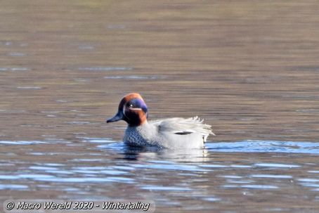 Wintertaling