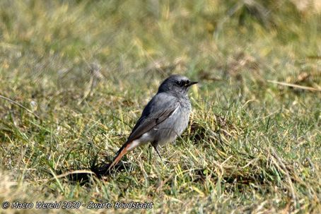 Black Redstart