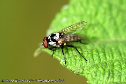 Anthomyia procellaris