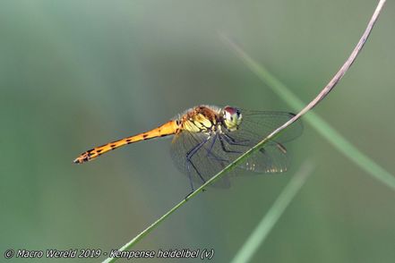 Kempense heidelibel (v)