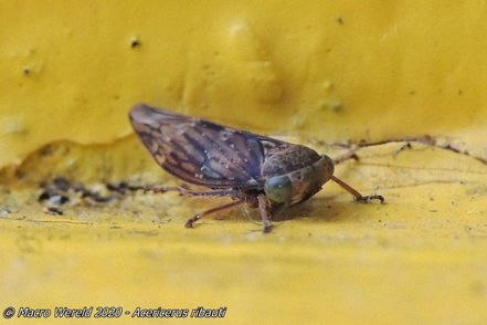Acericerus ribauti