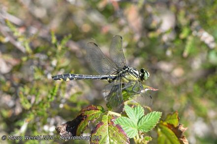 Beekrombout ♂