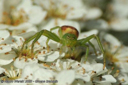 Groene Krabspin