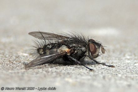 Smidtia conspersa
