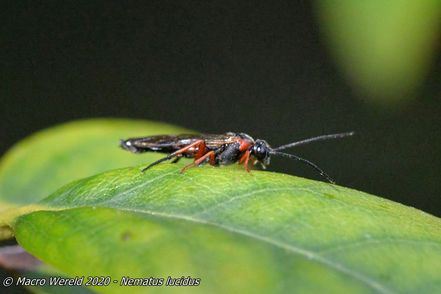 Nematus lucidus