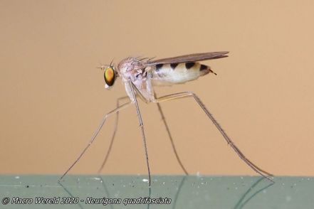 Neurigona quadrifasciata
