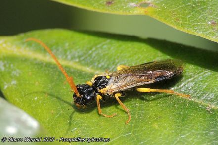 Pamphilius sylvaticus