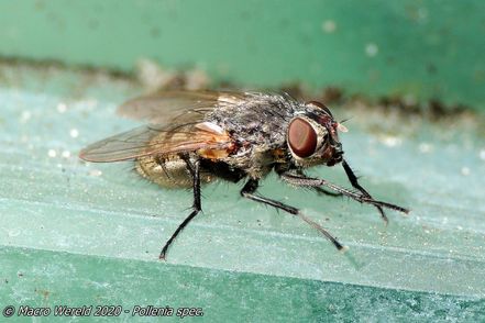 Pollenia spec