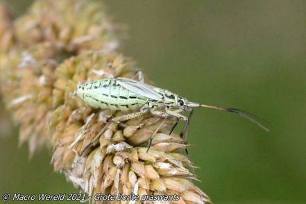 Grote bonte graswants