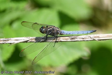 Beekoeverlibel ♂