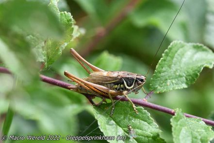 Greppelsprinkhaan ♂