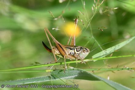 Greppelsprinkhaan ♀