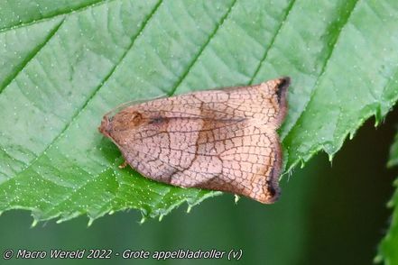 Grote appelbladroller ♀