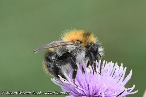 Akkerhommel
