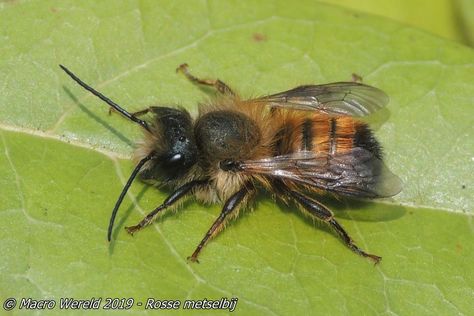 Rosse metselbij