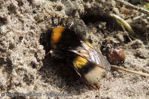 Wilgenhommel