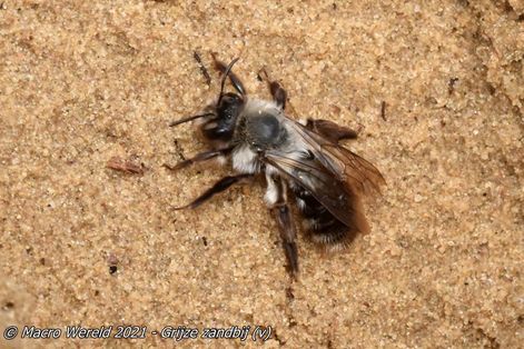 Grijze zandbij ♀